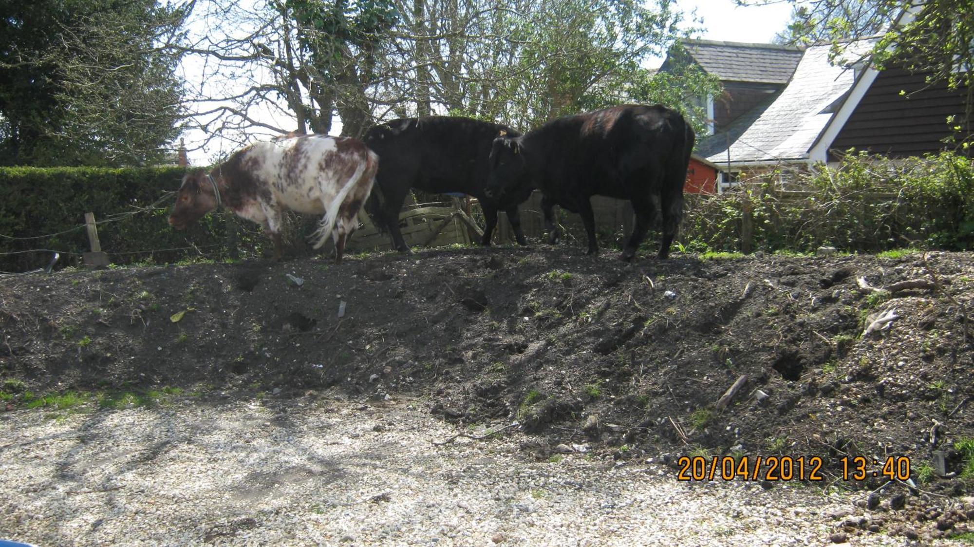 Turfcutters Arms Hotel Boldre Bagian luar foto